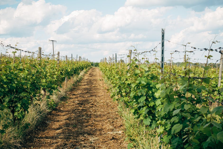 Allée entre rangs de vignes verdoyantes dans un domaine sarde
