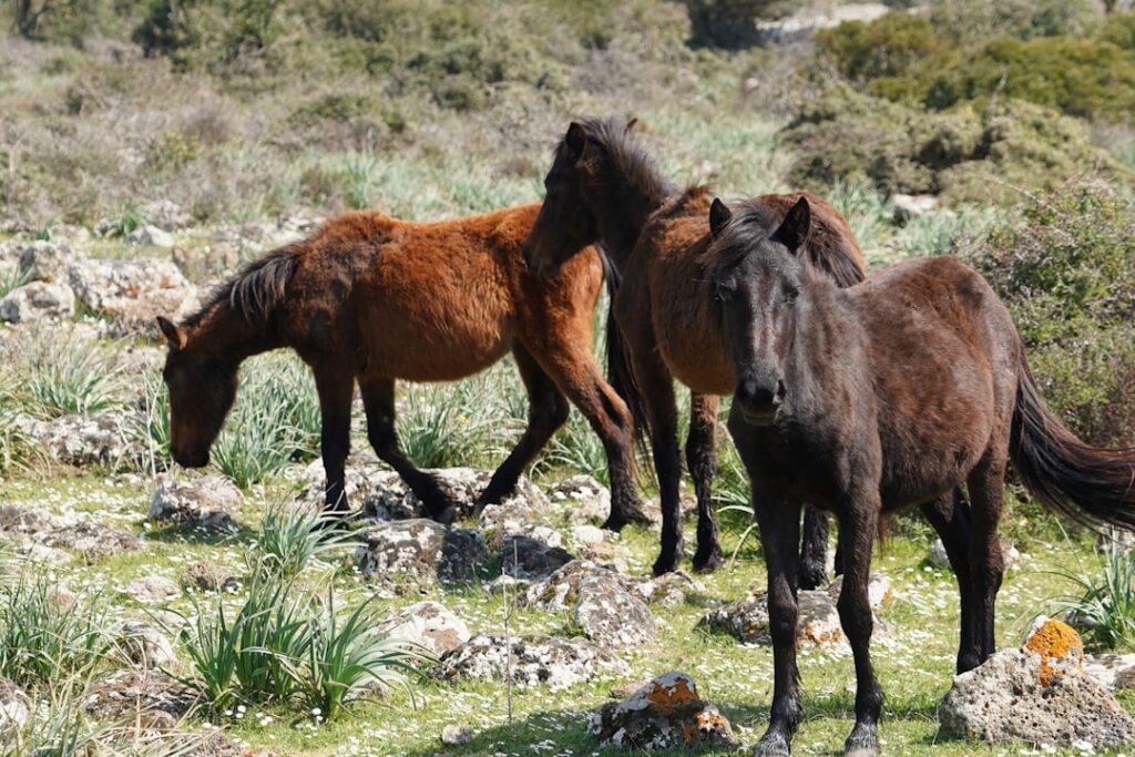 Trois chevaux bruns paissant sur terrain rocheux en Sardaigne