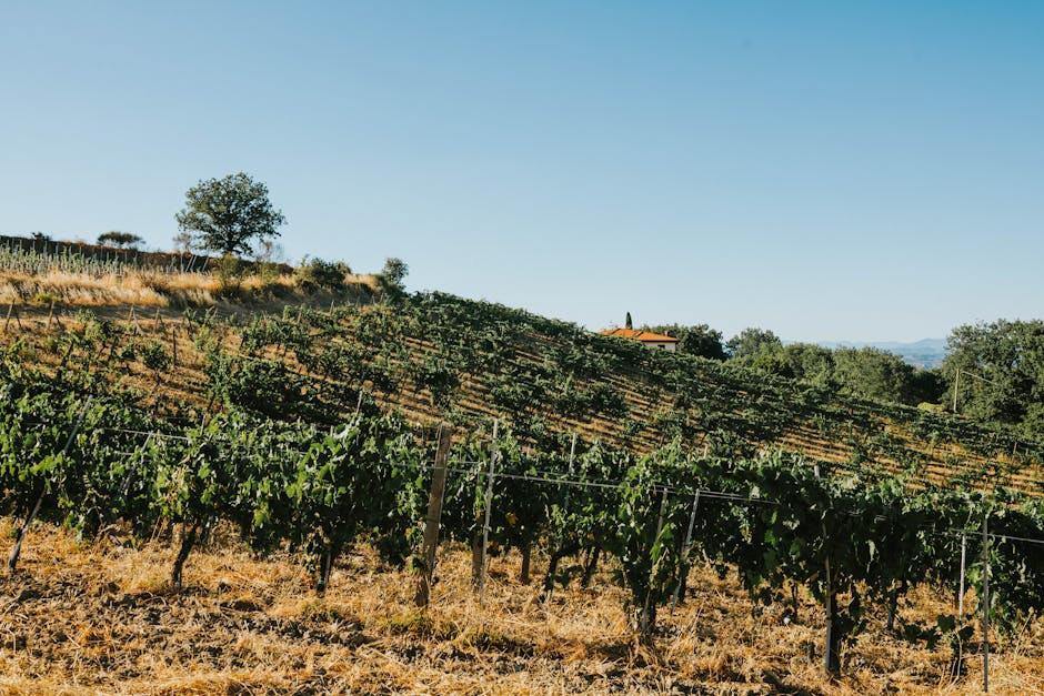 Collines de vignes en terrasses sous le ciel de Sardaigne