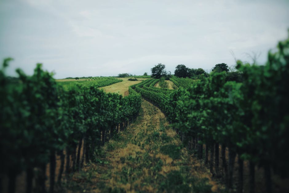 Allées sinueuses de vignes verdoyantes en Sardaigne sous ciel gris