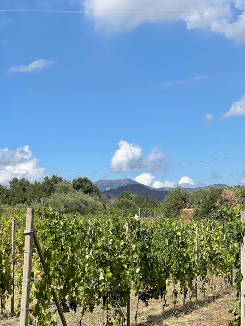 Rangées de ceps de vigne avec montagnes en arrière-plan en Sardaigne