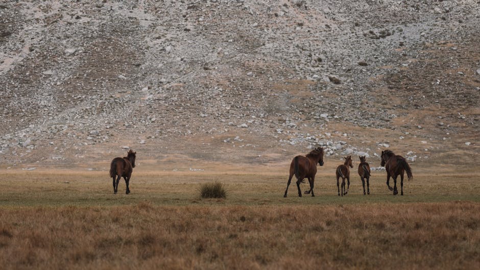 Gruppo di cavalli che si allontana su prateria interna della Sardegna