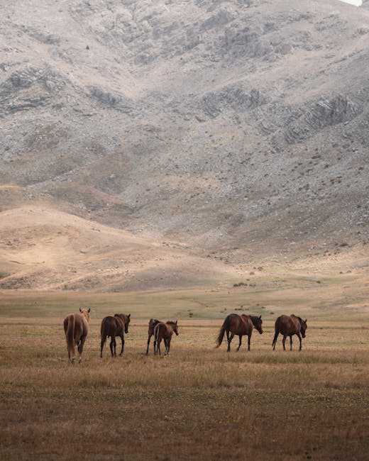 Cavalli al pascolo su ampia piana davanti a montagne della Sardegna