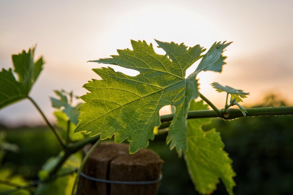 Feuille de vigne verte éclairée par le soleil couchant dans un vignoble de Sardaigne