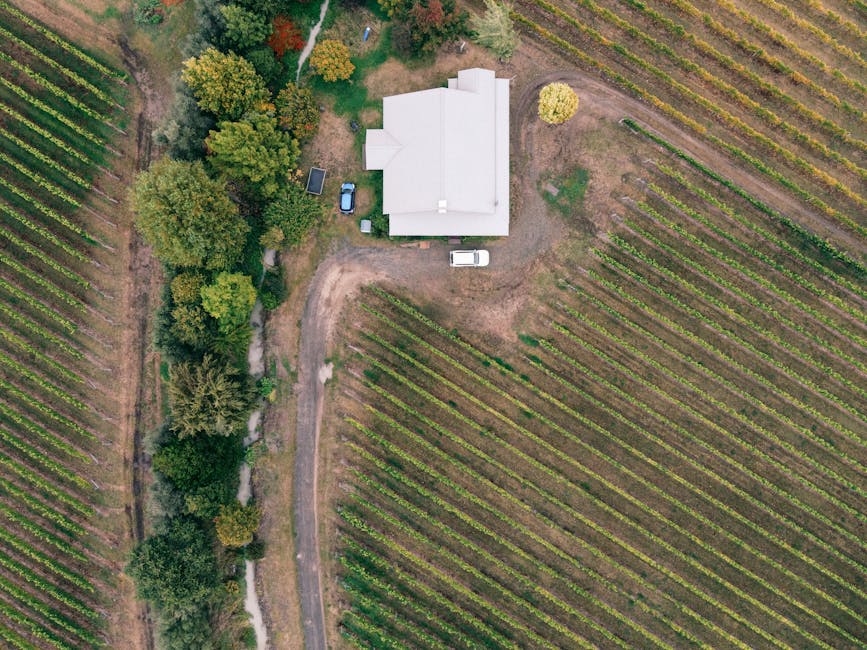 Vue aérienne d'une maison entourée de vignes en Sardaigne