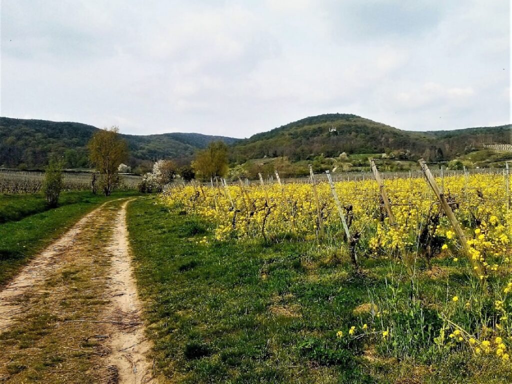 Dirt path beside yellow-flowered vineyard in Parma's rolling countryside
