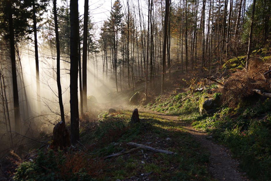 Rayons de soleil traversant un sous-bois brumeux sur le sentier du Bélincia