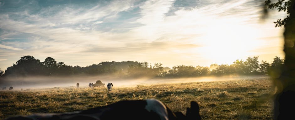 Mucche al pascolo in una campagna nebbiosa all'alba vicino a Parma