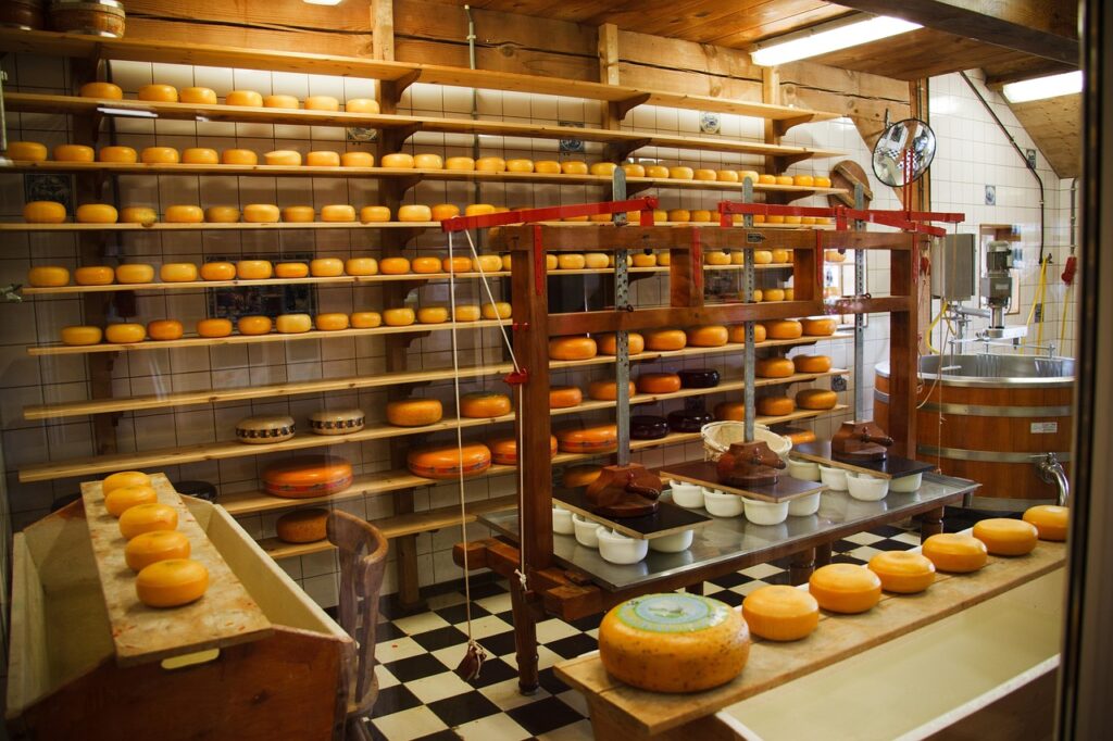 Wooden shelves lined with round cheese wheels in Parma cellar
