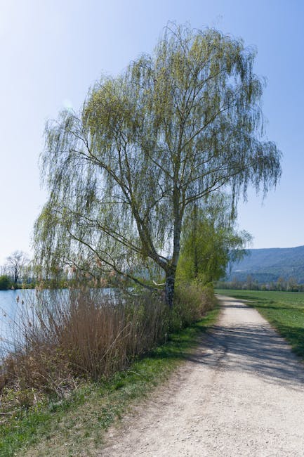 Chemin au bord d'un lac avec grand bouleau et roseaux près de Parme