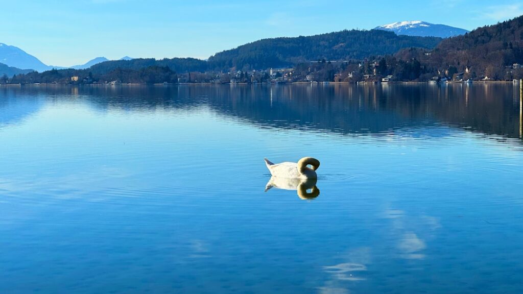 Solitary swan preening on a glassy blue mountain lake