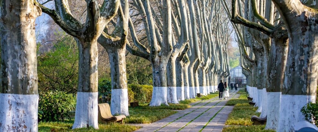 Tree-lined avenue with white-trunked plane trees in Parco Ducale, Parma