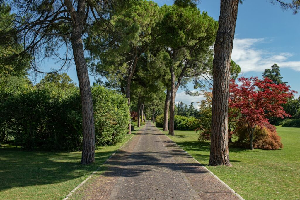 Shaded avenue lined with tall pines in Parma's Parco Ducale