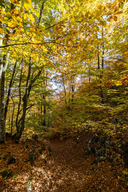 Sentier forestier couvert de feuilles jaunes au cœur du Bélincia