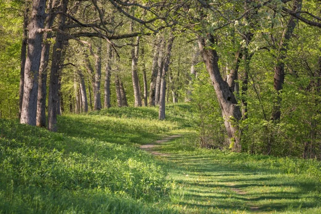 Allée herbeuse bordée de grands arbres verts dans un parc