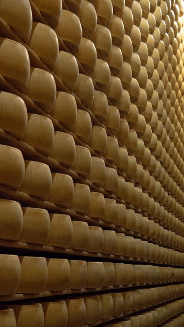 Artisan cheesemaker cutting a Parmesan wheel at a rural Italian farm
