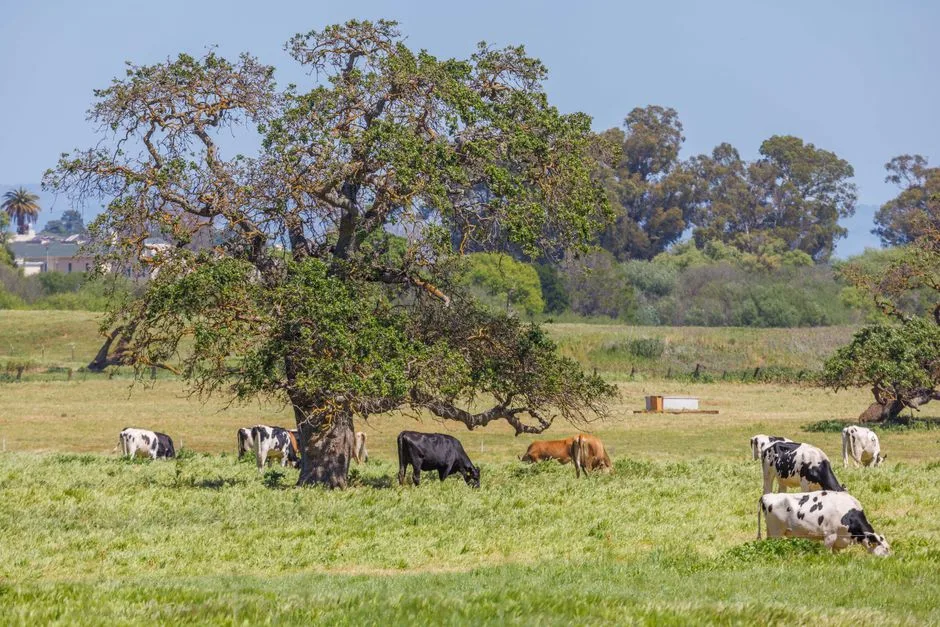 Vaches pâturant sous un chêne dans les prairies autour de Parme