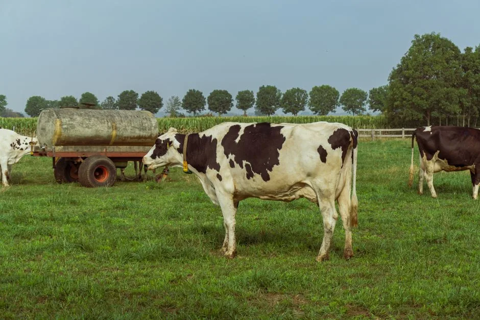 Vache holstein près d'une citerne dans une ferme près de Parme