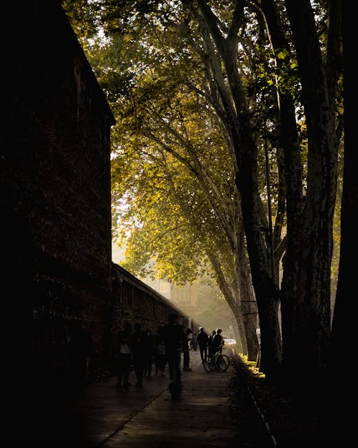 Avenida da Liberdade plane trees morning
