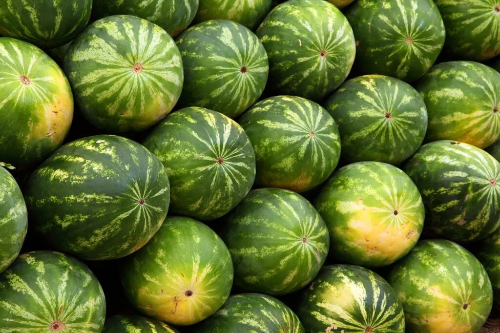 Pile de pastèques vertes au marché de Bergame