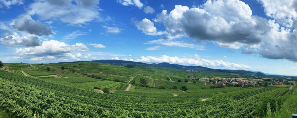 Collio vineyard and rolling hills panorama