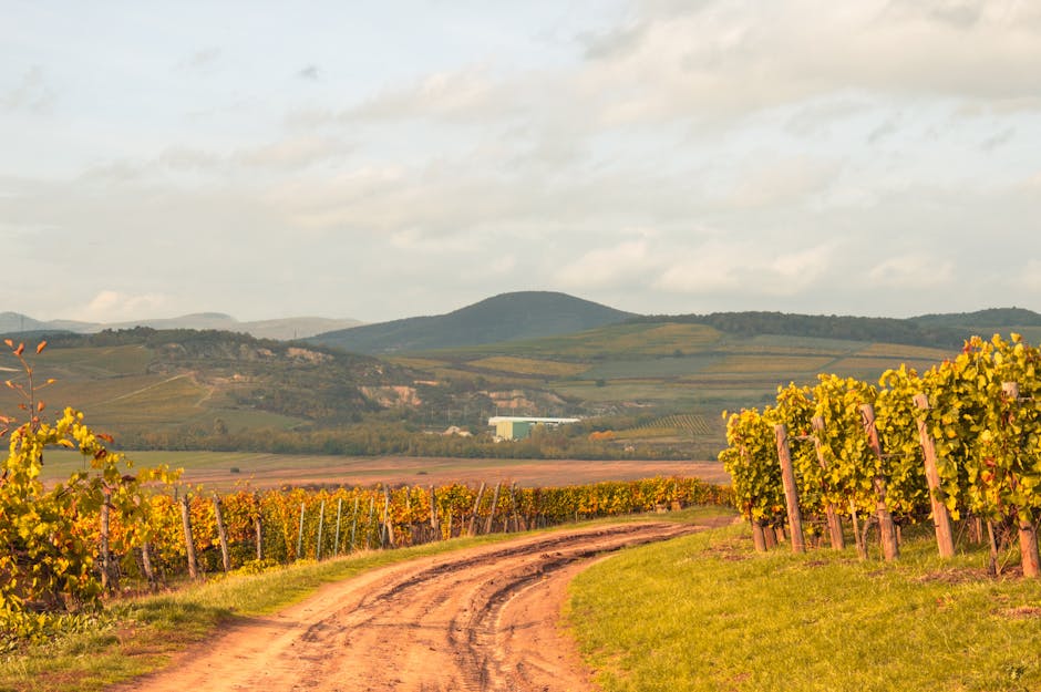 Country road through vineyards