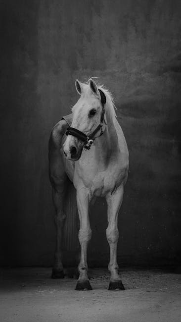 Lipica Stud Farm and Lipizzaner horses