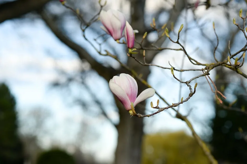 Fleur de magnolia rose dans le parc du château de Miramare, Trieste