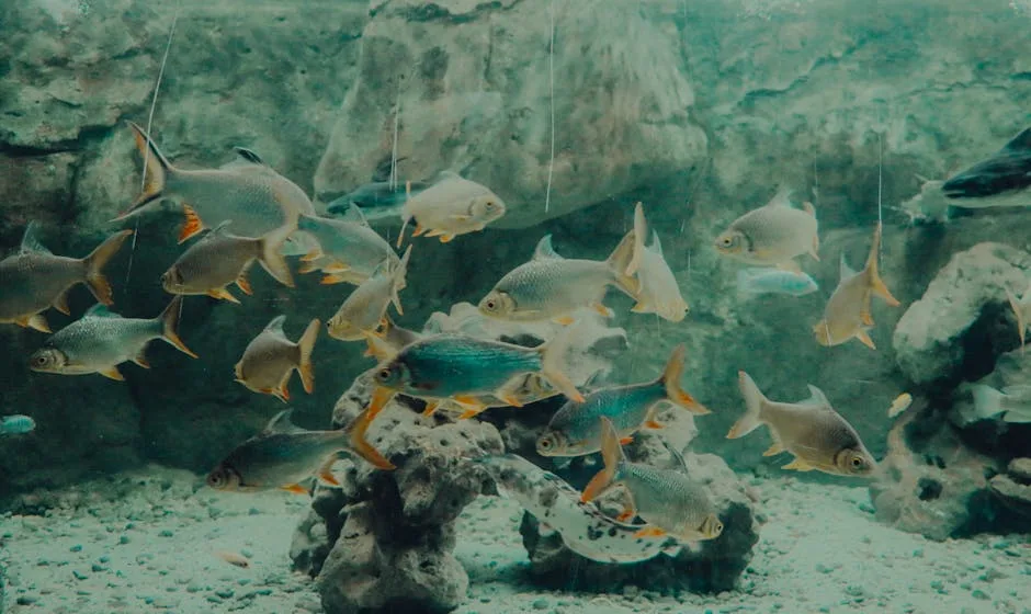 Banc de poissons colorés nageant devant un décor de roches