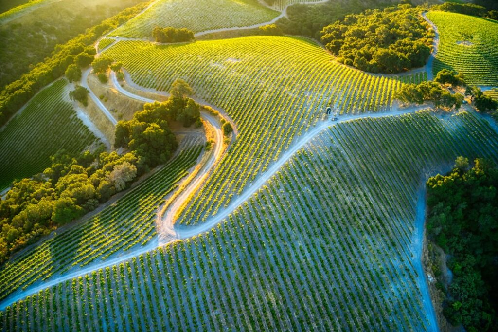Sunset over vineyard rows