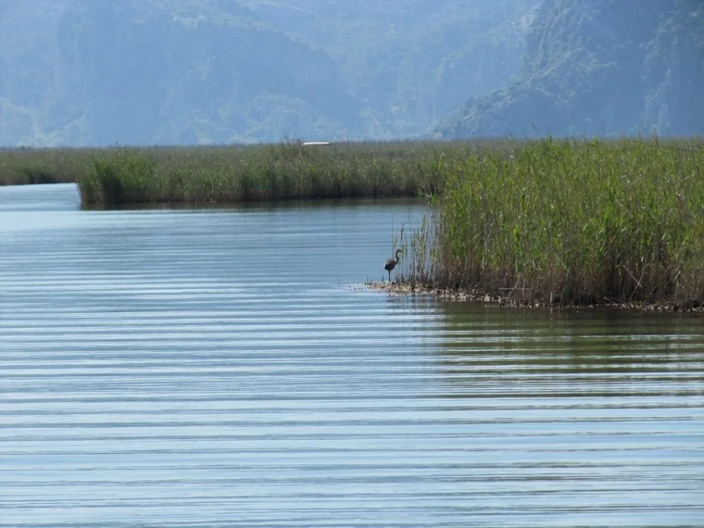 Lagune tranquille, roseaux et un oiseau échassier au bord de l'eau à Grado