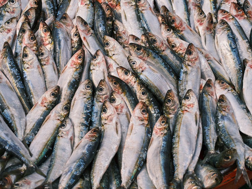 Amas de sardines fraîches alignées sur glace au marché de Trieste