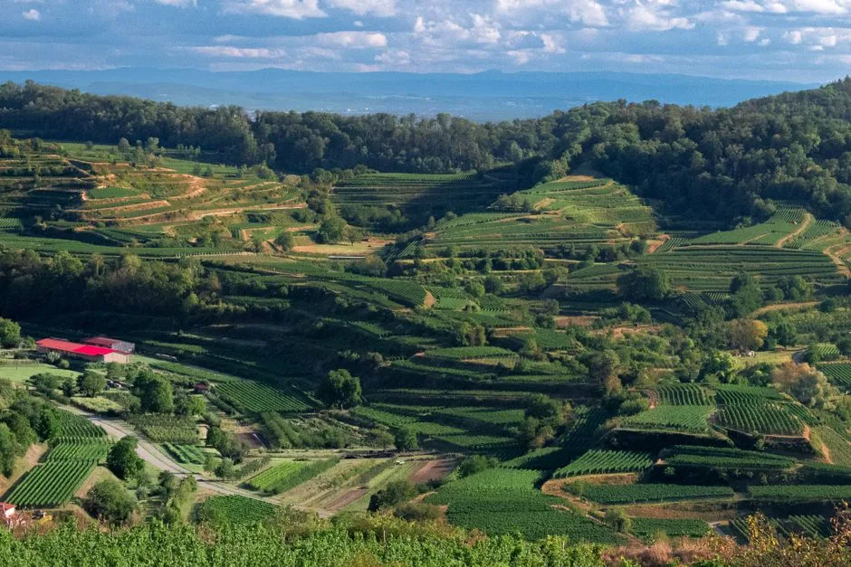 Vignobles en terrasses du Carso près de Trieste, collines verdoyantes