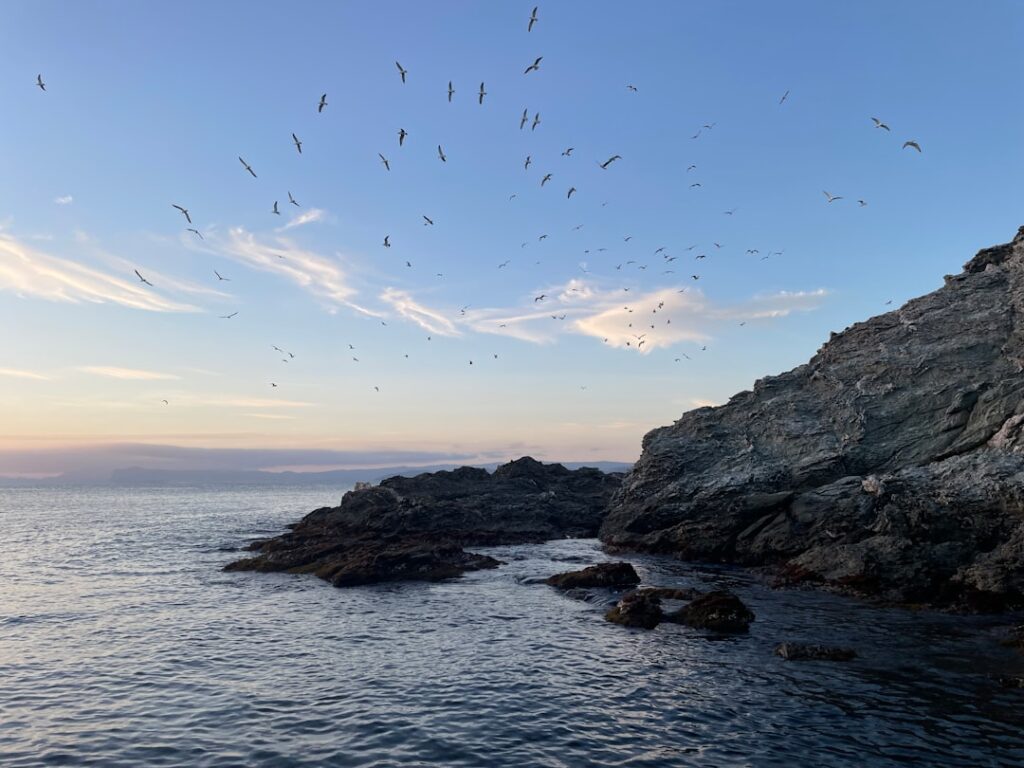Rocky coastline with hundreds of seabirds wheeling above the Aeolian Islands sea