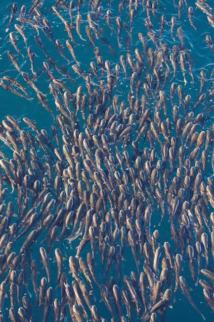 Aerial view of fish shoal on Salina's ocean surface