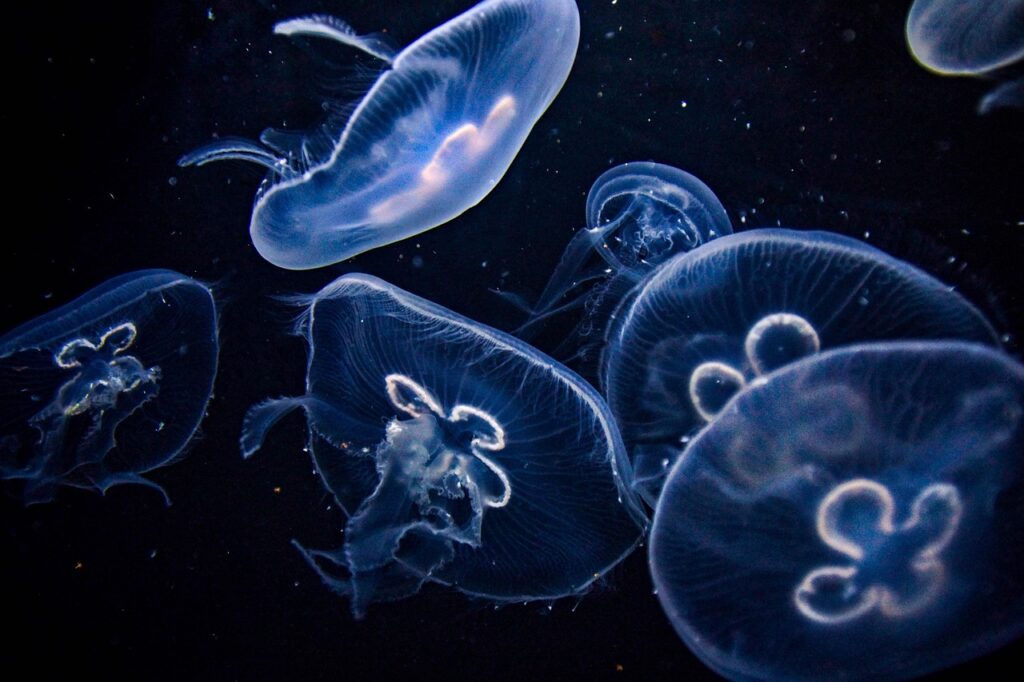 Piccolo gruppo di snorkelisti con acqua luminosa vicino agli scogli di Panarea