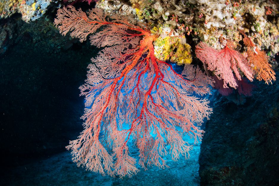 Leuchtend rote Gorgonienkoralle unter Wasser in den Gewässern der Îles Éoliennes