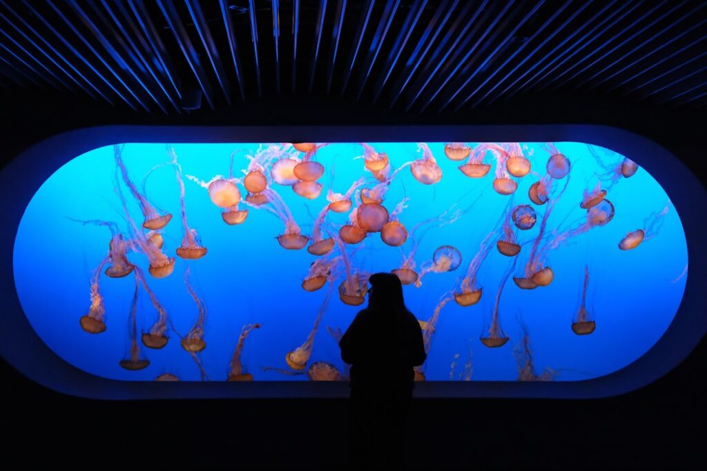 Vitrine lumineuse de l'aquarium de Gênes avec méduses orange et silhouette