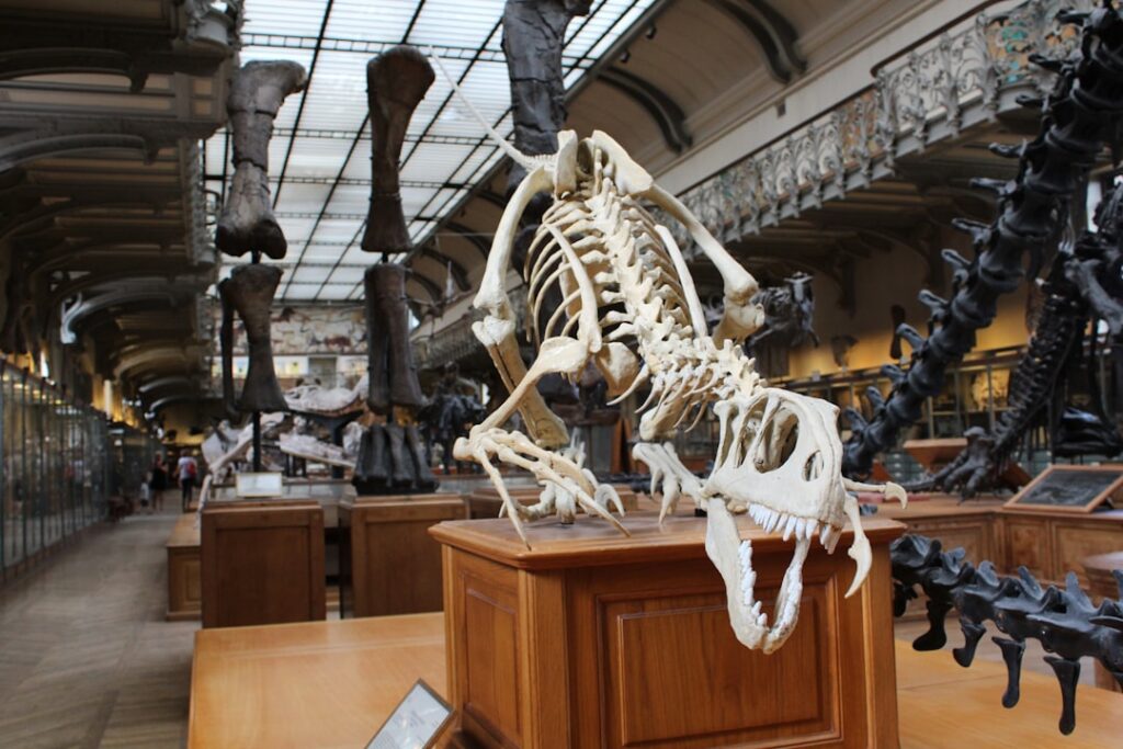 Sala ze szkieletami w Museo di Storia Naturale Giacomo Doria