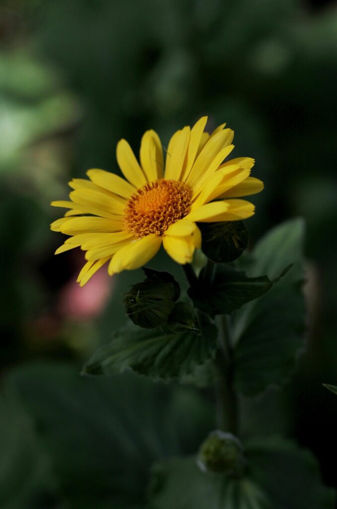 Fleur jaune éclatante en gros plan sur fond verdoyant