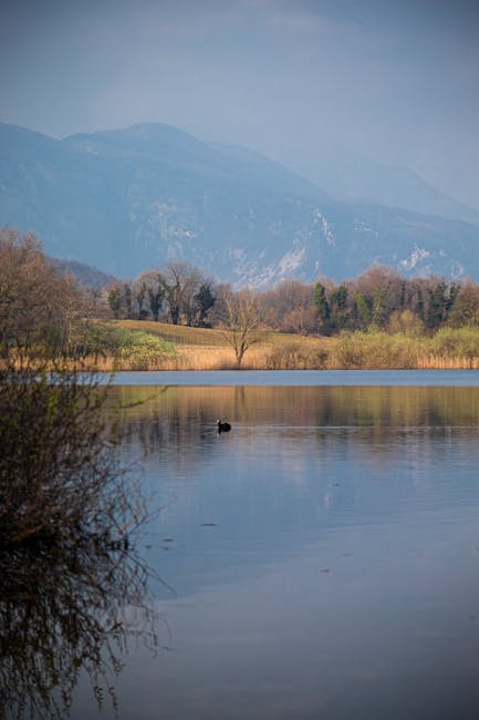 Lonely duck drifting on a reflective Modena lake
