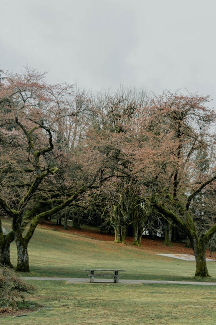 Banc isolé sous arbres moussus au-dessus d'une pelouse légèrement vallonnée
