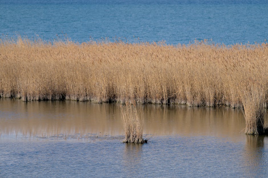 Tall dry reeds lining a tranquil Modena lakeshore