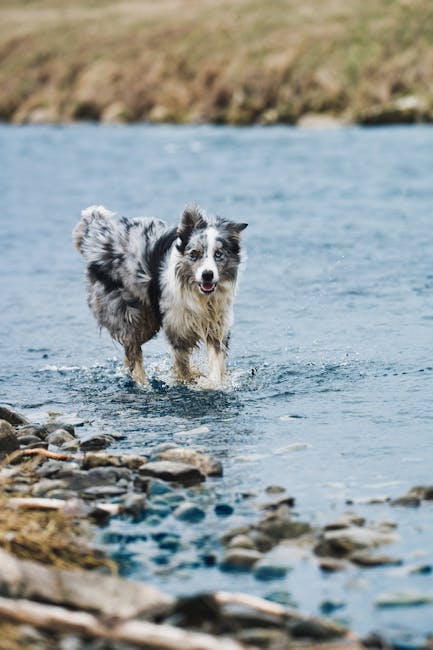 Wet merle dog wading through shallow river over rocky bank