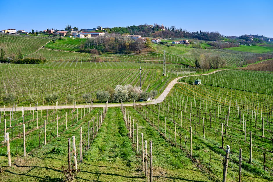 Rolling vineyards and dirt path in Modena countryside hills