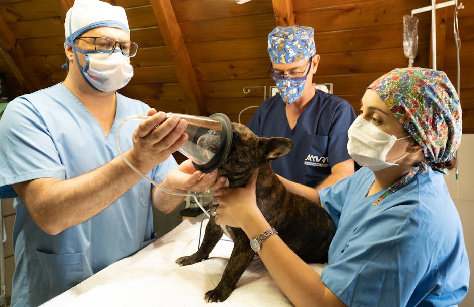 Veterinarians in scrubs administering anesthesia mask to brindle dog