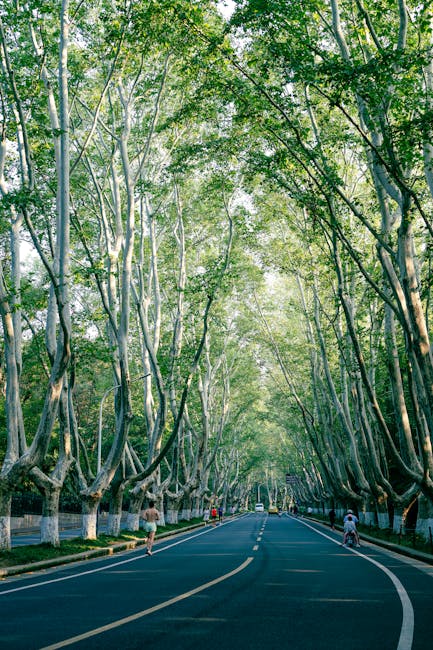 Viale alberato di platani con ciclisti e pedoni a Modena