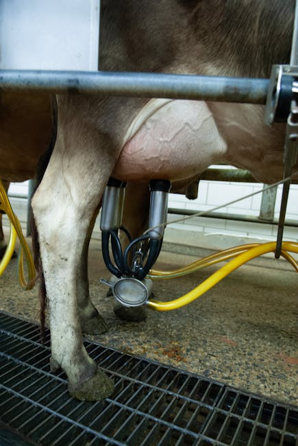 Melkmachine bevestigd aan uier van koe op boerderij bij Modena
