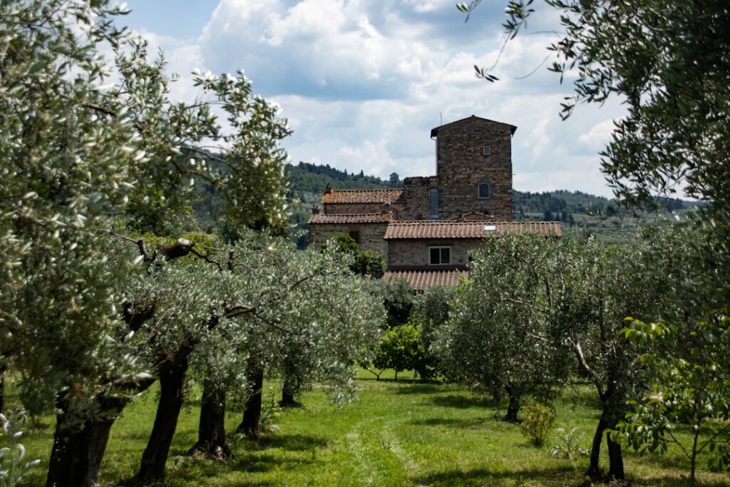 Uliveto e paesaggio costiero