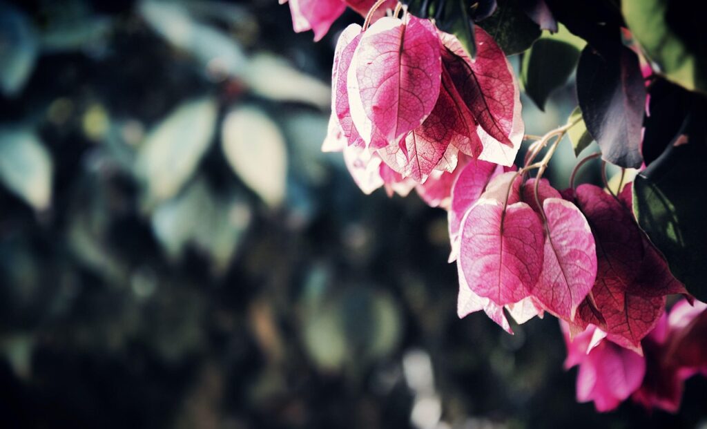 Fiori rosa di bouganvillea nei Giardini d'Augusto a Capri, sfondo sfocato